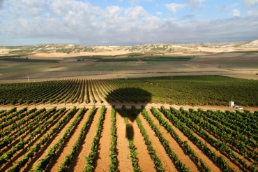 Los viñedos de Ribera del Guadiana a vista de pájaro, Extremadura