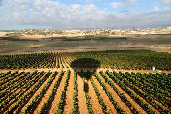 Los viñedos de Ribera del Guadiana a vista de pájaro, Extremadura