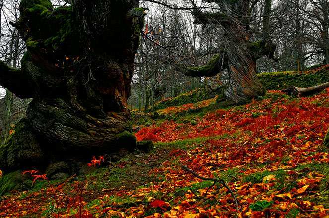 Escapa al otoño mágico de Extremadura