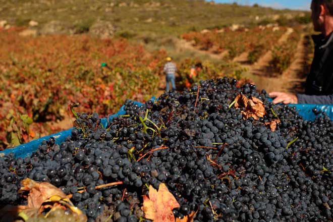  El paisaje más bello en la vendimia de Rioja Alavesa. Vendimia Ruta del Vino de Rioja Alevesa, www.globalstylus.com 