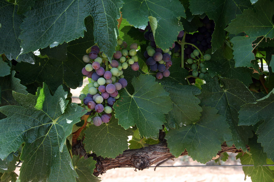 El vino vuelve a la montaña. Rubus Quercus, Bodega Jesús Romero, Rubielos de Mora, STYLUSVINUM, WWW.GLOBALSTYLUS.COM