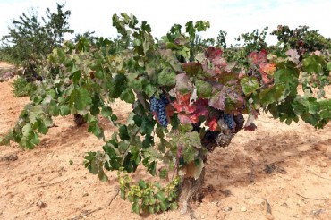 La DO Utiel-Requena lidera la vitivinicultura ecológica de la Comunitat Valenciana