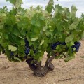 El sueño de un viticultor. Los Astrales, Ribera del Duero