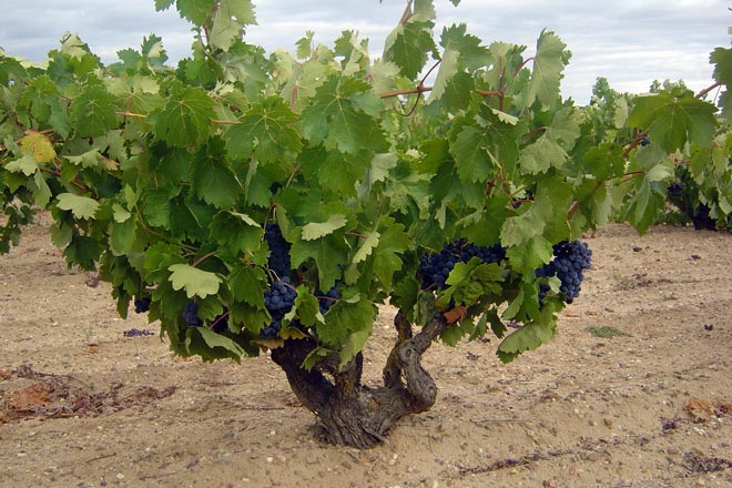 El sueño de los viticultores. Los Astrales, Ribera del Duero