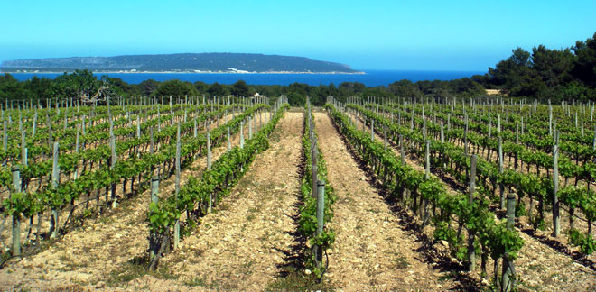 El factor insular de los vinos mediterráneos. Cap de Barbaría, Formentera