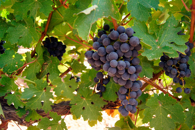 Uvas maduras en vinos equilibrados, Barranc dels Cirers, Castelló
