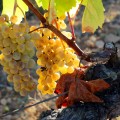 Merseguera DO Valencia, StylusVinum