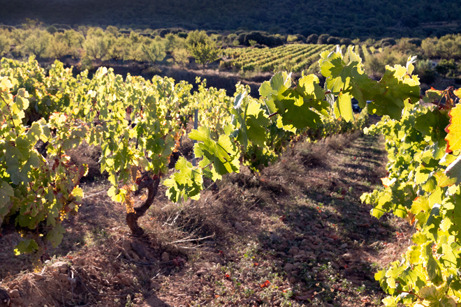 2L, Merseguera de viticultor en el Alto Turia, DO VALENCIA 