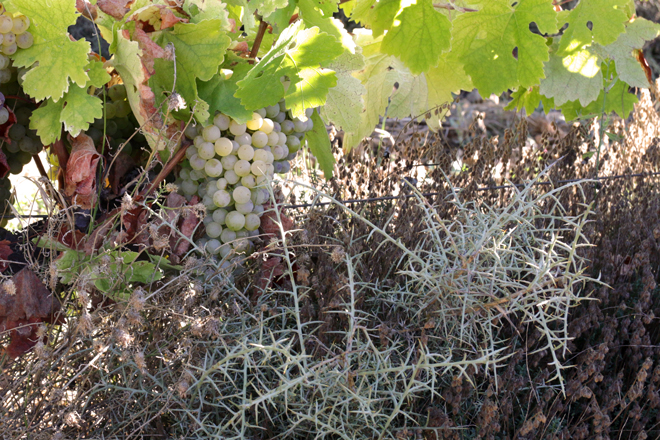 2L, Merseguera de viticultor en el Alto Turia, DO VALENCIA