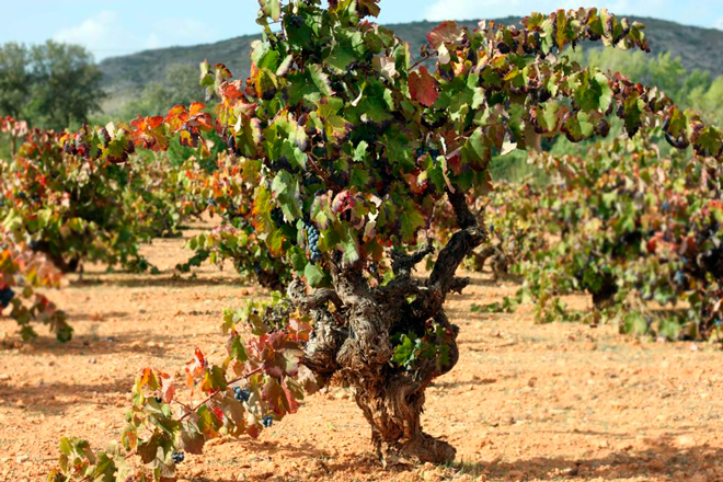 La DO Alicante incorporará variedades antiguas en su nuevo pliego de condiciones