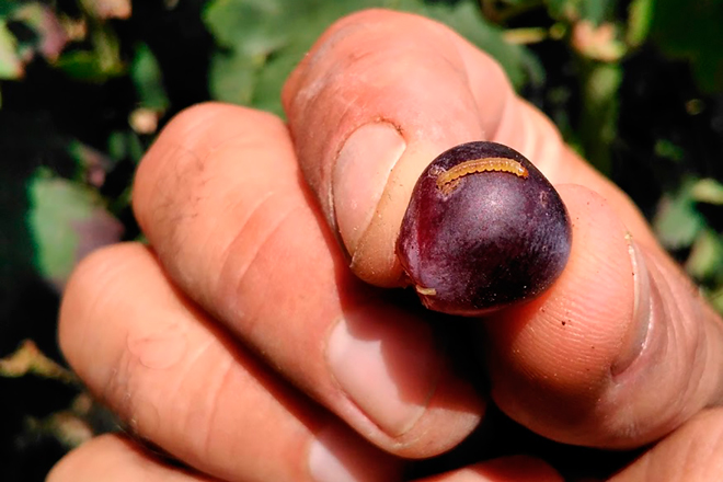 Unidos por la ‘confusión’ para mejorar la calidad de la uva en Rioja Alavesa