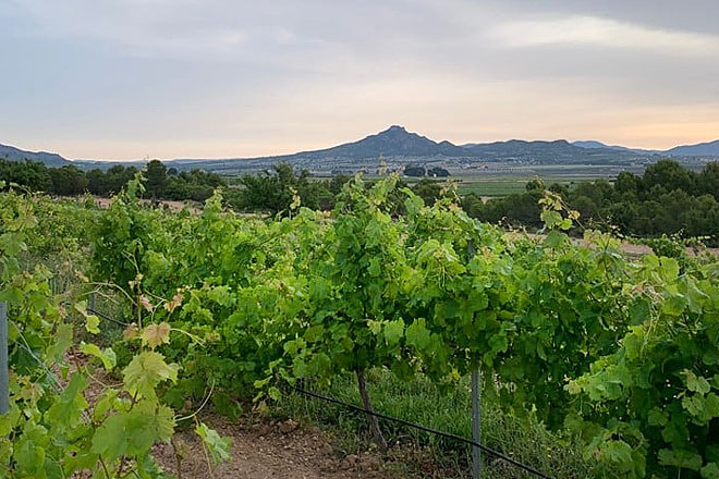 El comercio de proximidad es clave medioambiental para el sector del vino