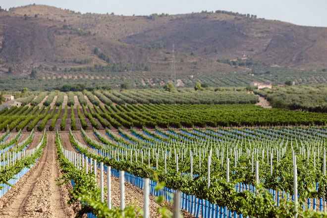 DOP Alicante, Comunitat Valenciana, paisajes vitivinícolas, Alt Vinalopó