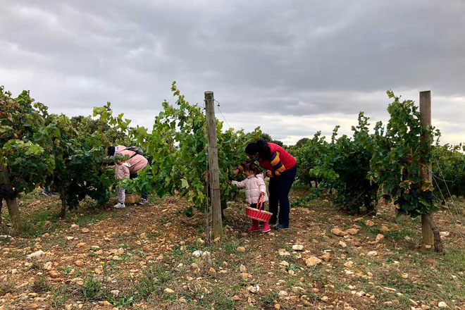 enoturismo, vendimia, Rioja Alavesa, en familia, bodegas, pisar uvas,