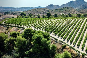 Vinos Alicante DOP mejora su huella de carbono