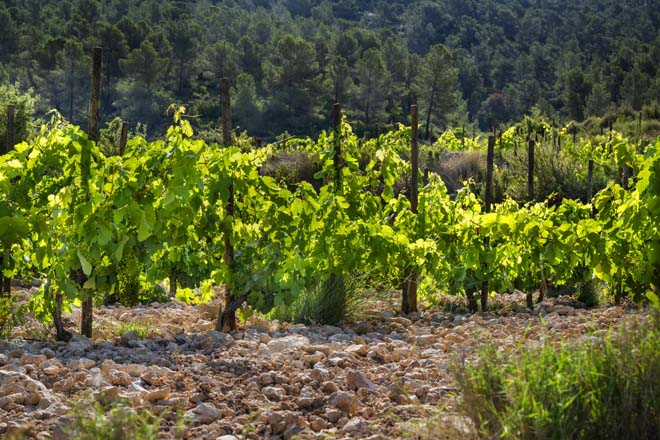 El vino de la DO Valencia roza el cielo con 99 puntos Parker 