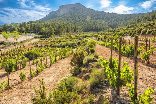 El vino de la DO Valencia roza el cielo con 99 puntos Parker